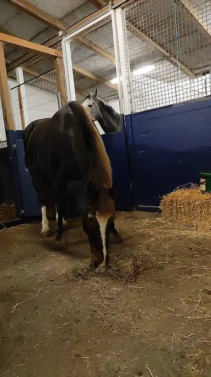 Reitbeteiligung Ausreiten Pflegepferd