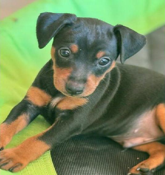 Zwergpinscher Welpen mit Ahnentafel