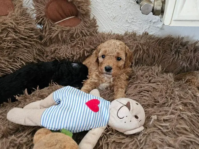 Zwergpudel Welpen abzugeben