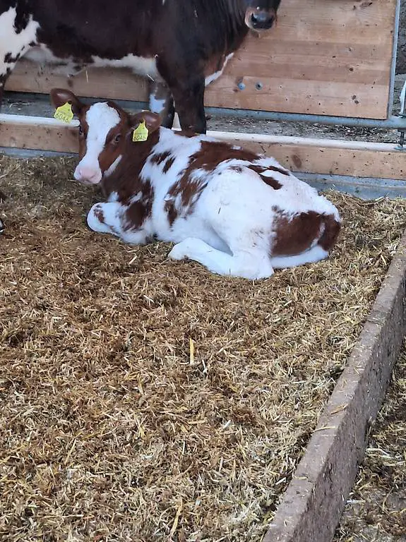 Tränker zu verkauffen