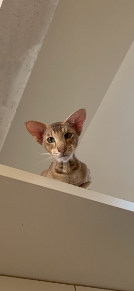 OKH-Mädchen, cinnamon ticked tabby