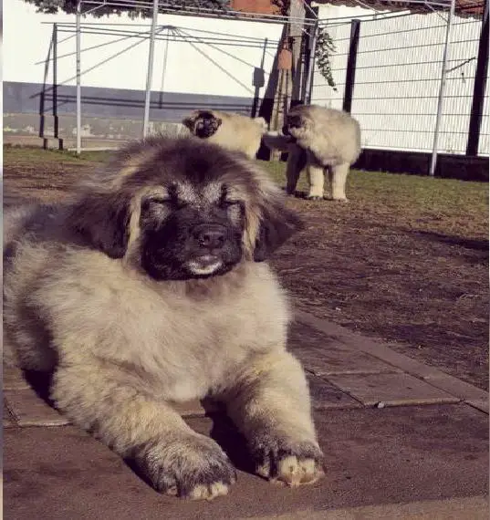 Kaukasische Owtscharka-Welpen & Treue Beschützer & starke Gefährten suchen ihr Zuhause