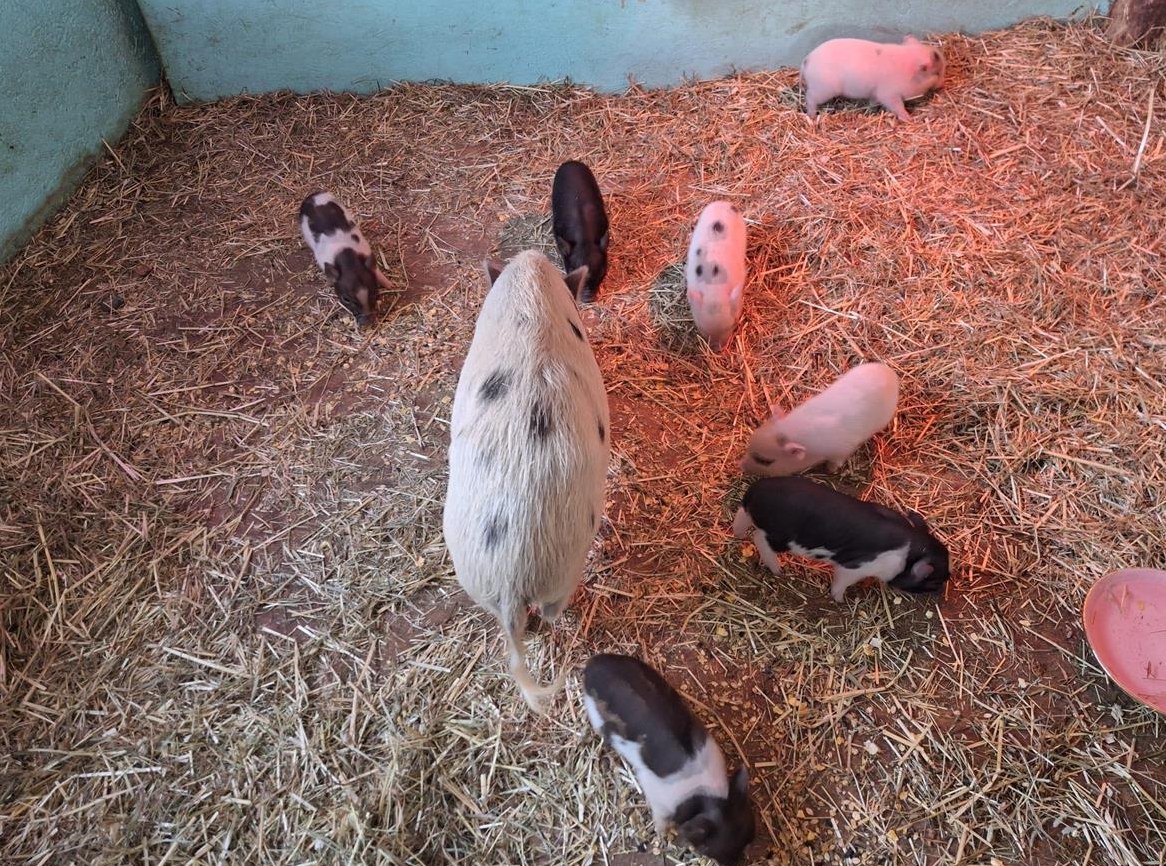 Micro Schweine zu verkaufen