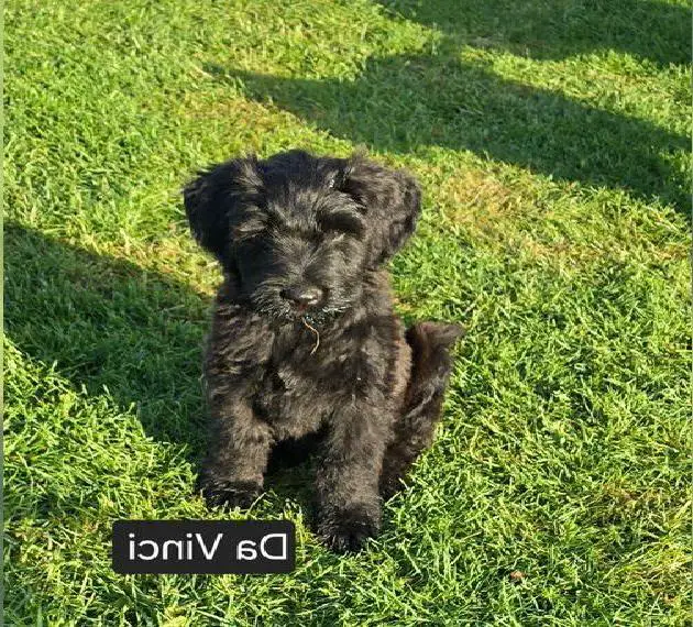 Unsere kleinen Briards warten auf Besuch