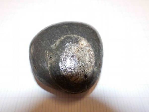 Versteinerung Ammonit Dactylioceras von Brandung geschliffen