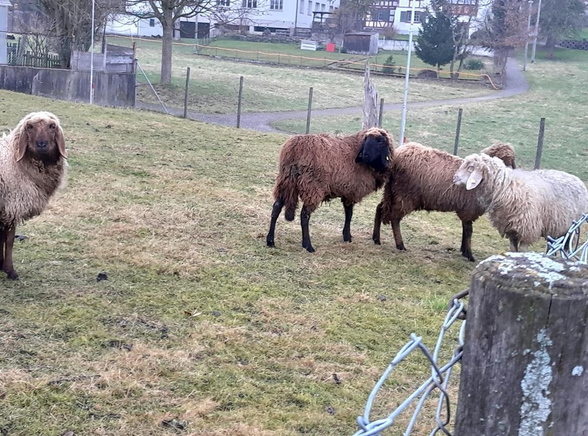 Engadiner Auen zu verkaufen