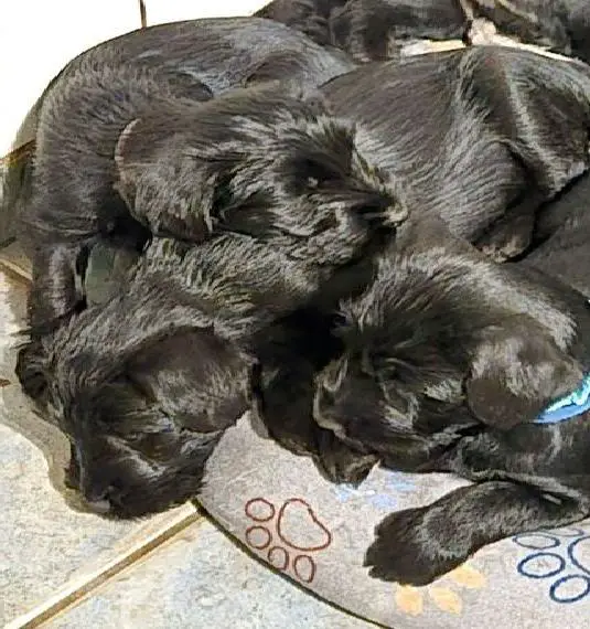 Mittelschnauzerwelpe
