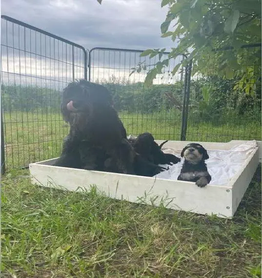 Süsse Schnoodle Doodle Welpen Schnauzer + Pudel Mix