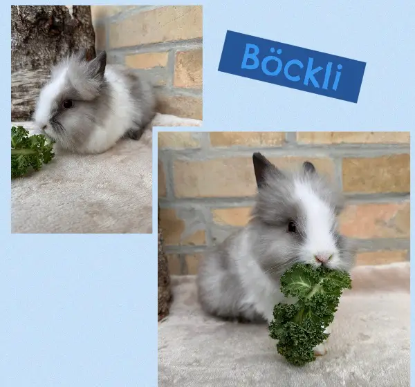 Junge Löwenkopf Zwergkaninchen