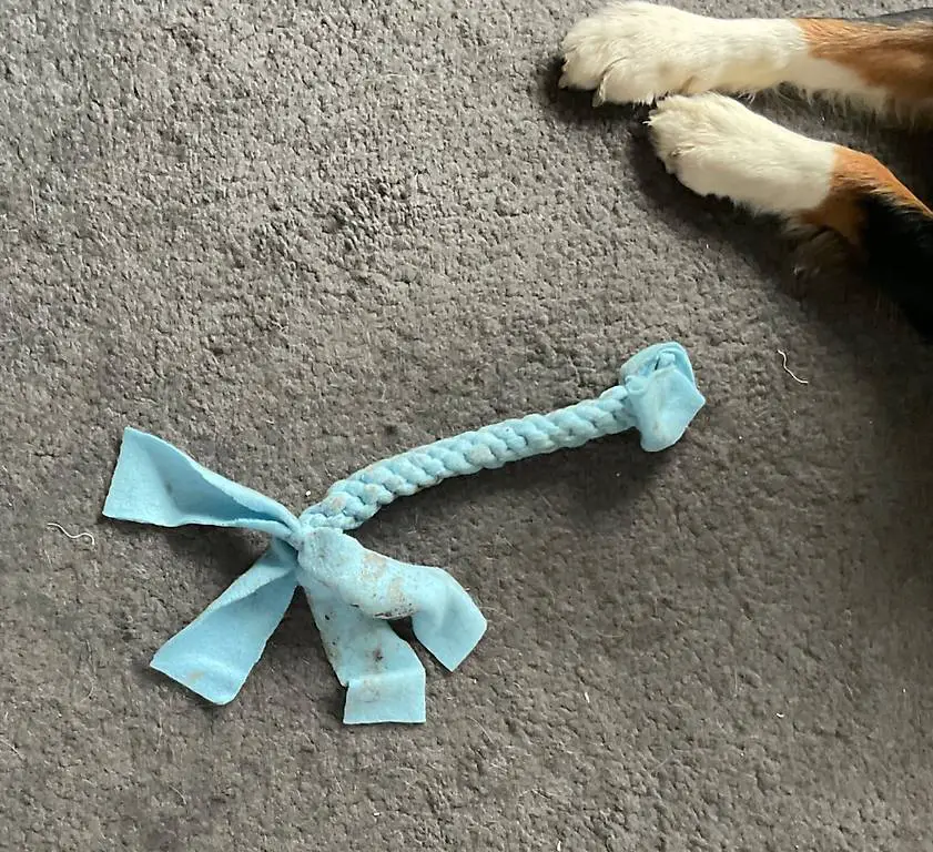 Hundespielzeug Zergel - Ziehspiel