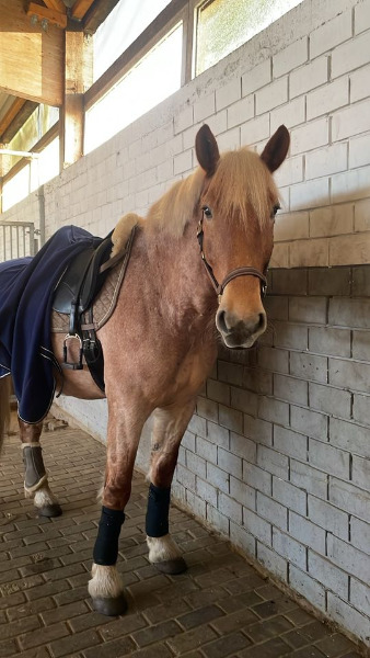 Freizeitpferd Verlasspferd