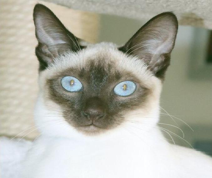 2 Thaikatzen Mädchen suchen dich