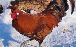 Zuchthahn Appenzeller Spitzhauben ZUN