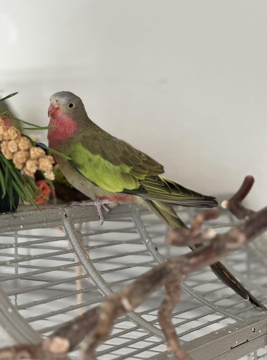 Alexandrasittich Paar - Princess of Wales Sittich