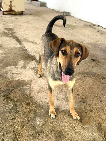 Leika: Mischlingshündin, ca. 1,2 Jahre, z.zt. in Griechenland