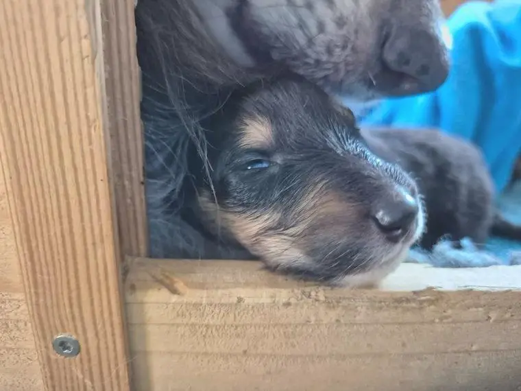 Zauberhafte Collie langhaar Welpen