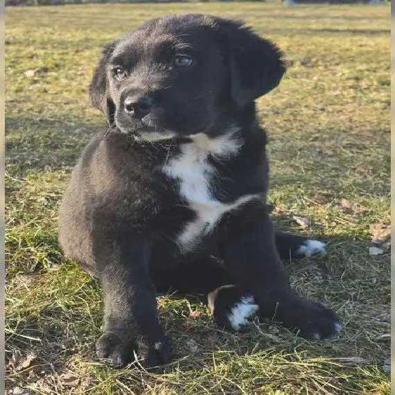 Aussiedor Welpe, Labrador x Australien Shepherd