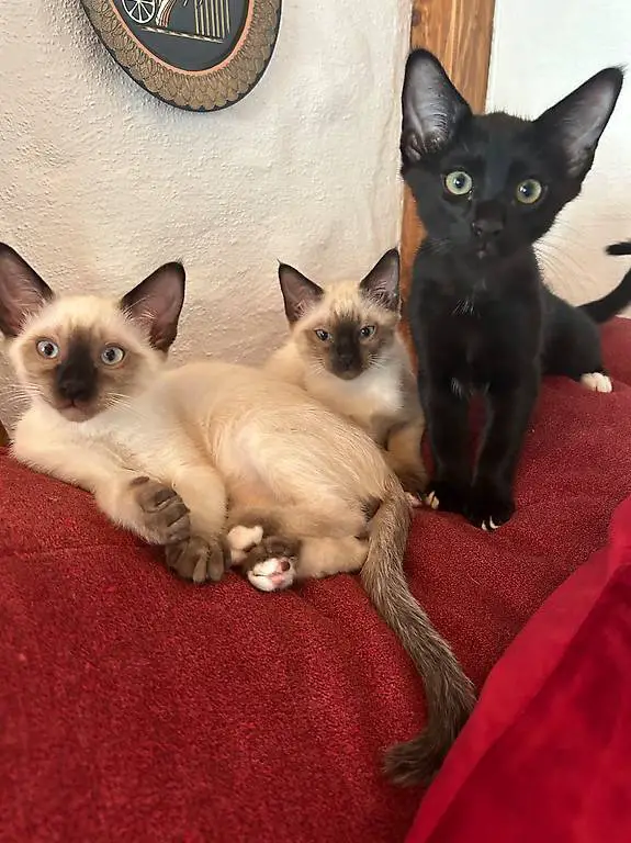 Katzenbabys 3 Siammix Kitten
