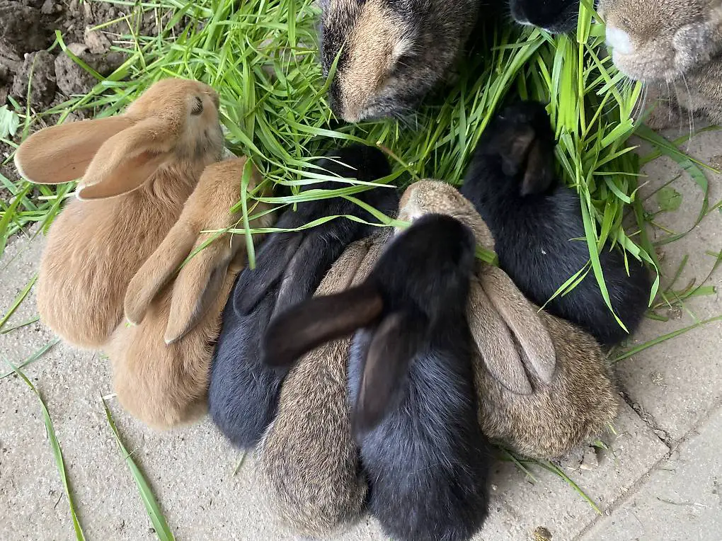 Junge Kaninchen zu Verkaufen