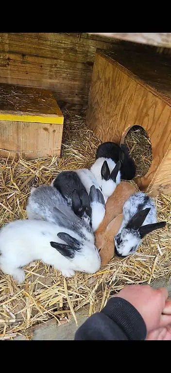 Junge süsse Kaninchen