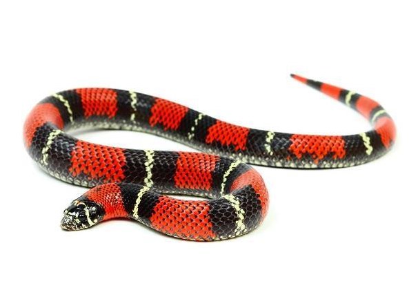 Xenodon pulcher 1.0 | Südamerikanische Hakennasennatter