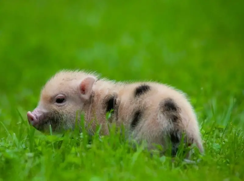 Junge Minipigs männlich zu verkaufen