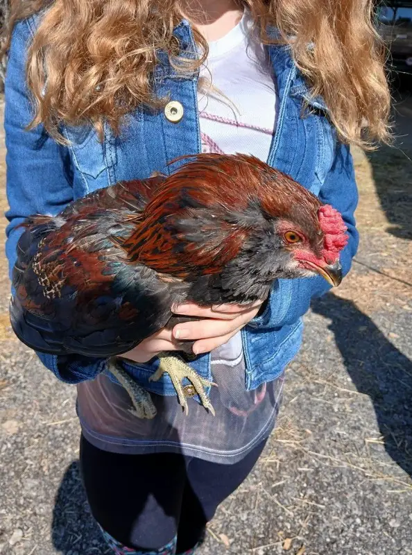 Araucana Junghahn GRATIS abzugeben