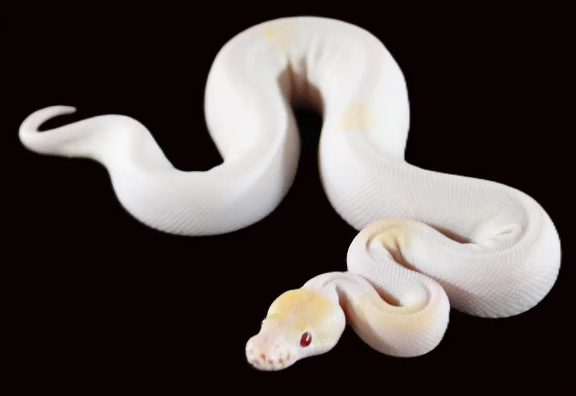 Königspython 0.1 Sandblast, Black Pastel