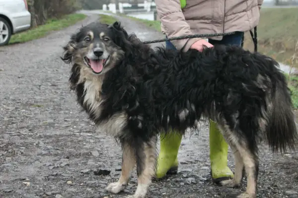 Carbon, Mischlingsrüde, ca. 9,2 Jahre, z.zt. in Ungarn