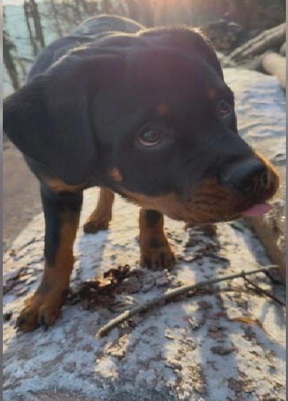 Rottweiler Rüde