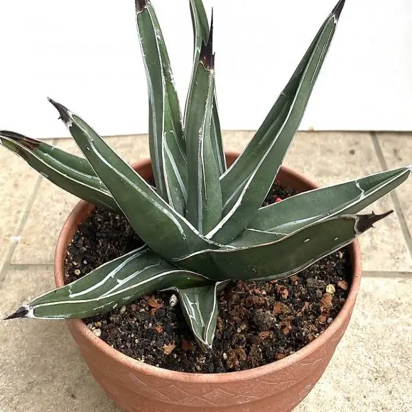 Agave ferdinandi-regis (König der Agaven)