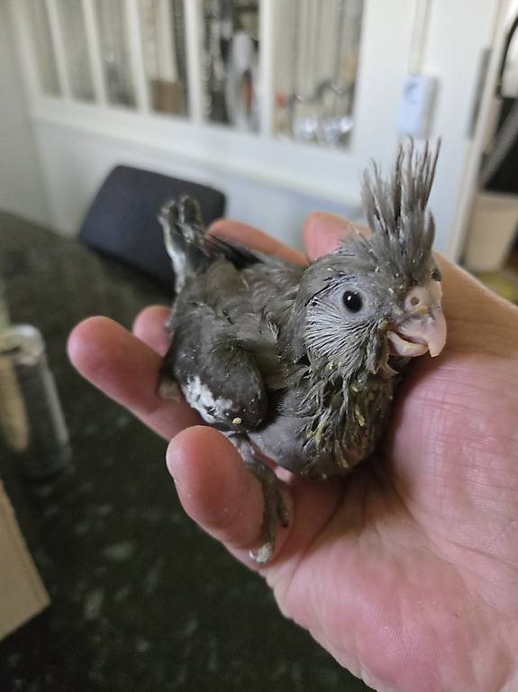 Den lezte kleine nymphensittich ist noch zum haben