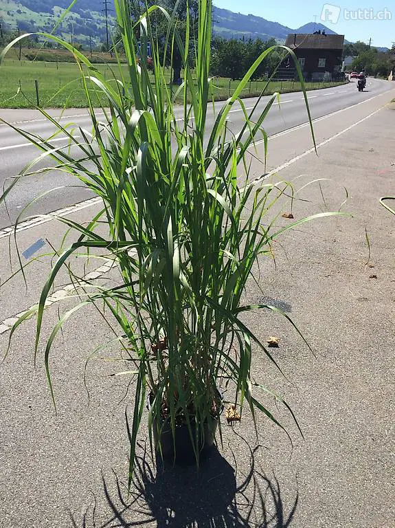  Sommeraktion Riesenchinaschilf Miscanthus giganteus