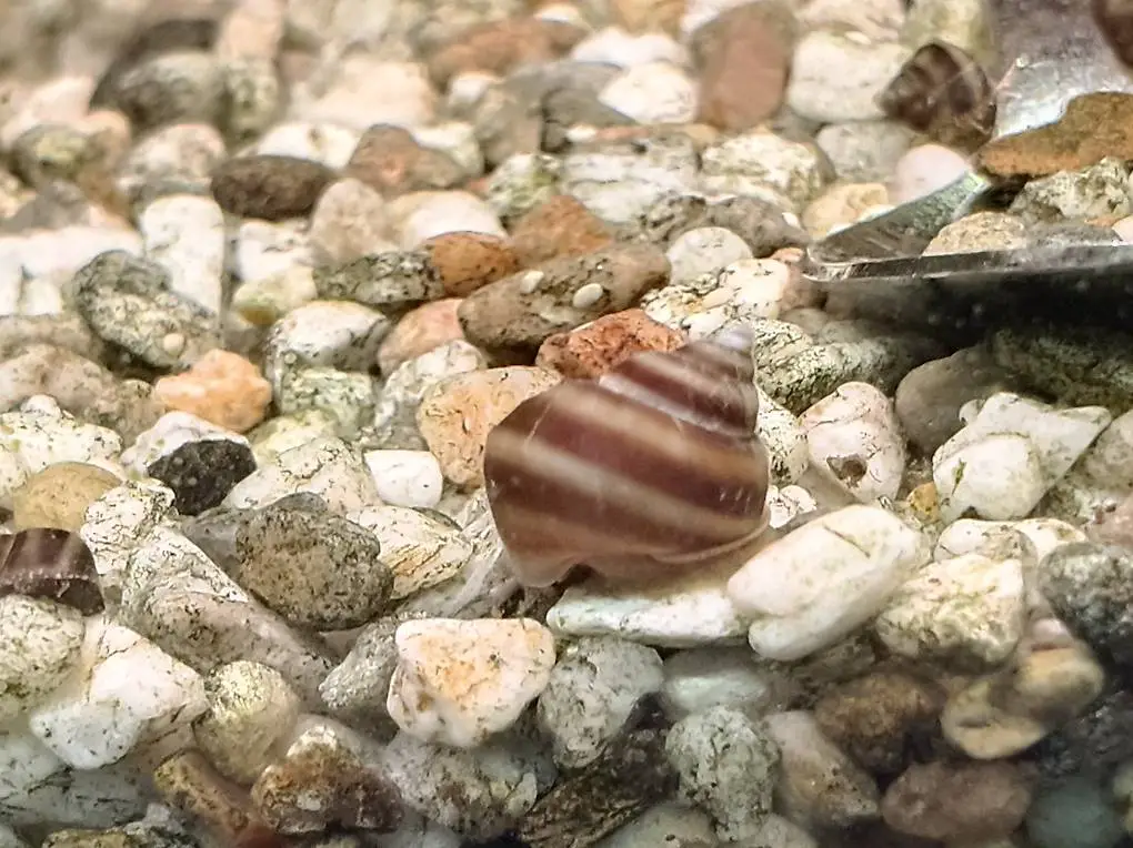 Piano-/Pinselalgenschnecken