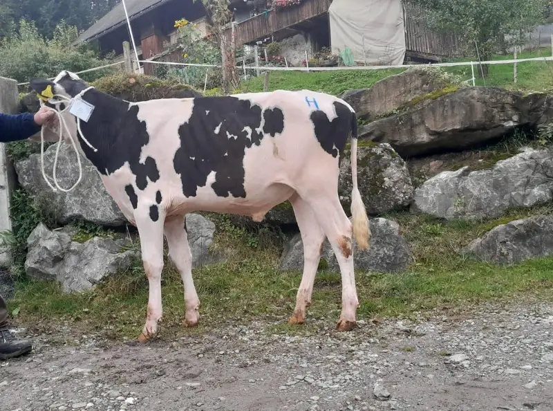 Holstein Zuchtstier, 12 Monate