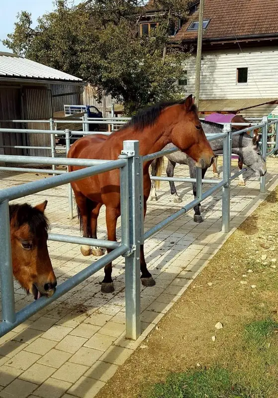 Vermieten Pferdeboxen mit Auslauf in 4460 Gelterkinden BL