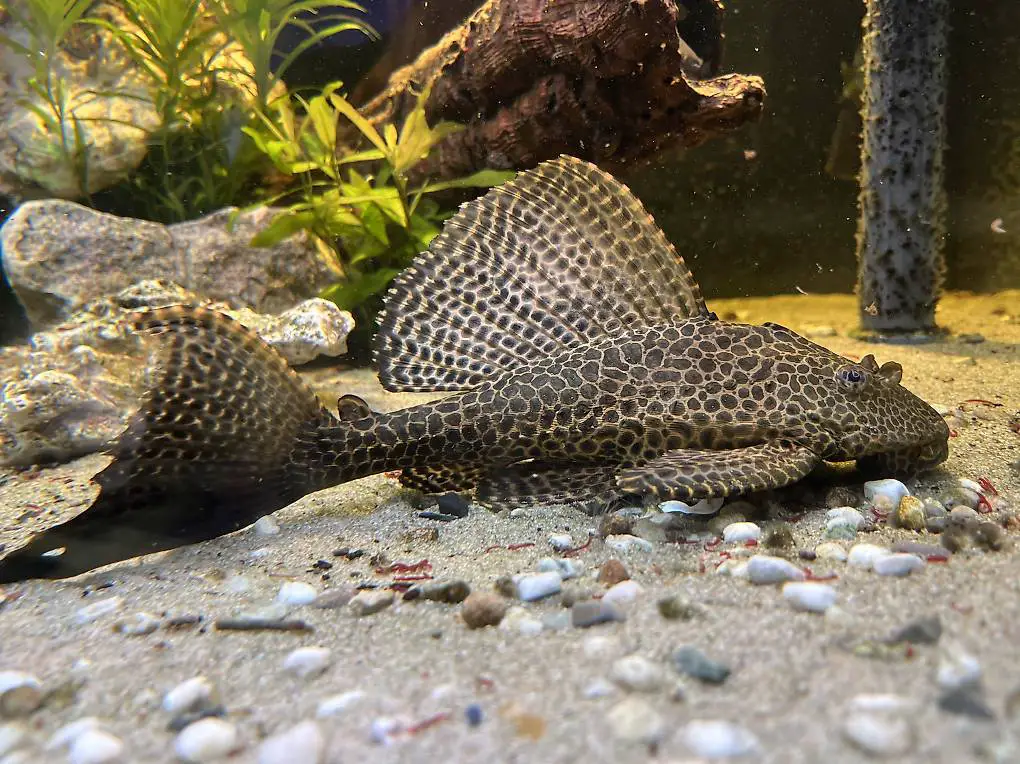 Schöner Wabenschilderwels zu verkaufen