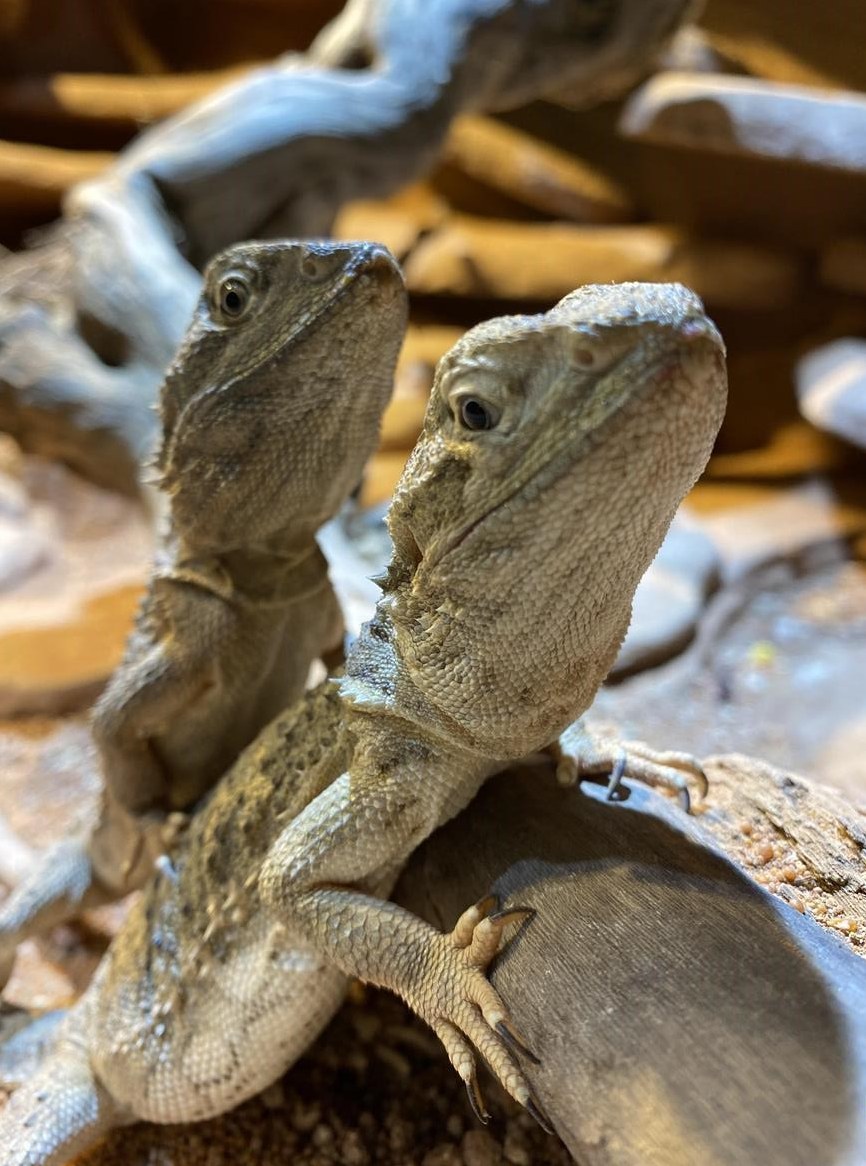 3 Zwergbartagamen mit Terrarium zu verkaufen