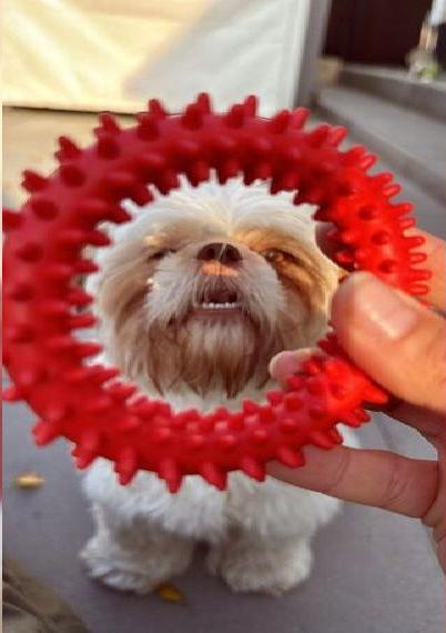 Shih Tzu Dame 2 Jahre Gold weiss