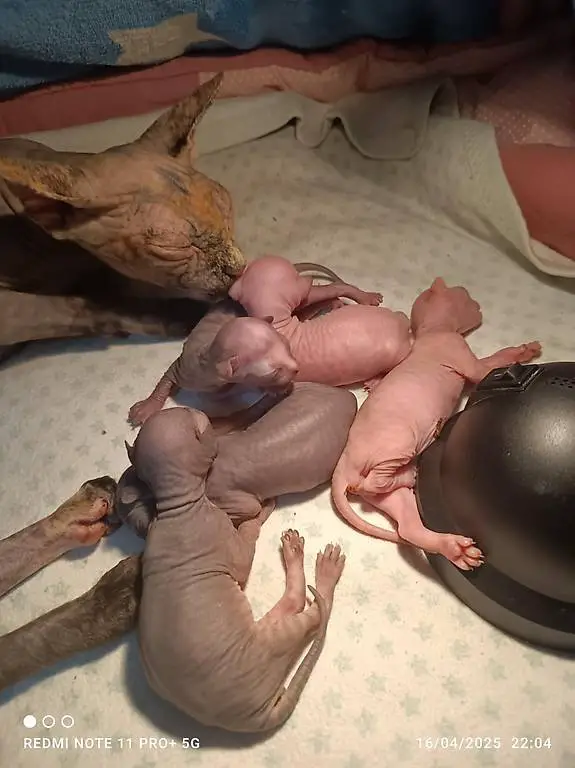 sphynx, sfinks, nacktkatze