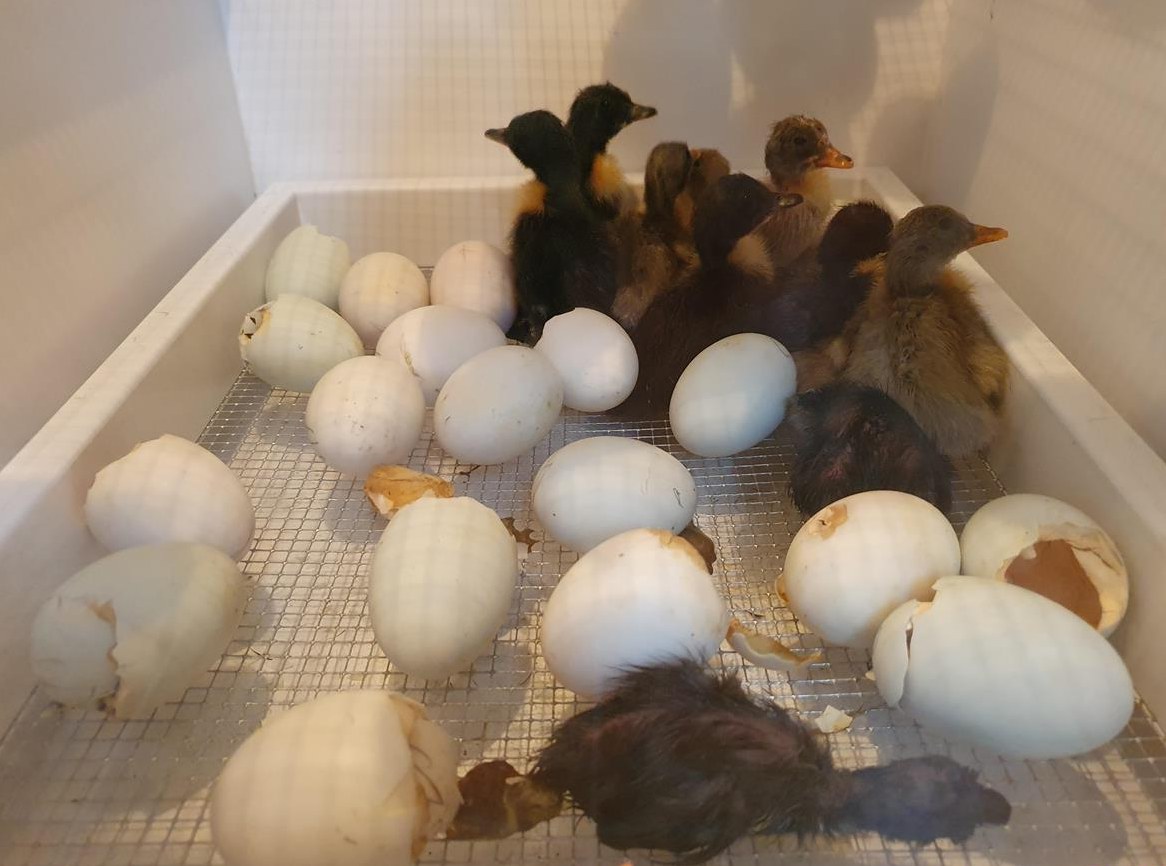 Pommernenten Küken zu verkaufen