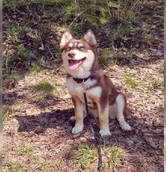 Pomsky F2b Hündin Tricolor 12 Monate (Siberian Husky x Pomeranian)