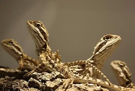 Zwergbartagamen Nachzuchten zu verkaufen