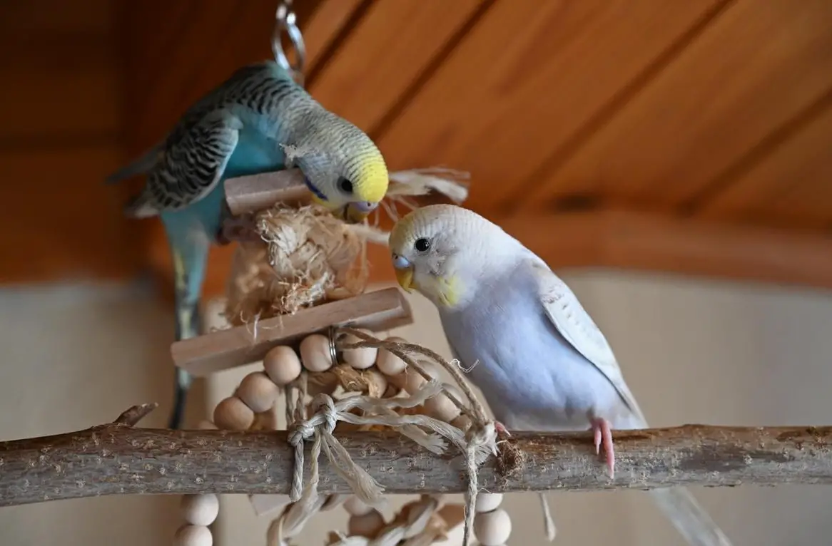 Schöne Wellensittiche in schönen Farben abzugeben