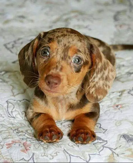 Bassotto Nano Tedesco Choco-merle