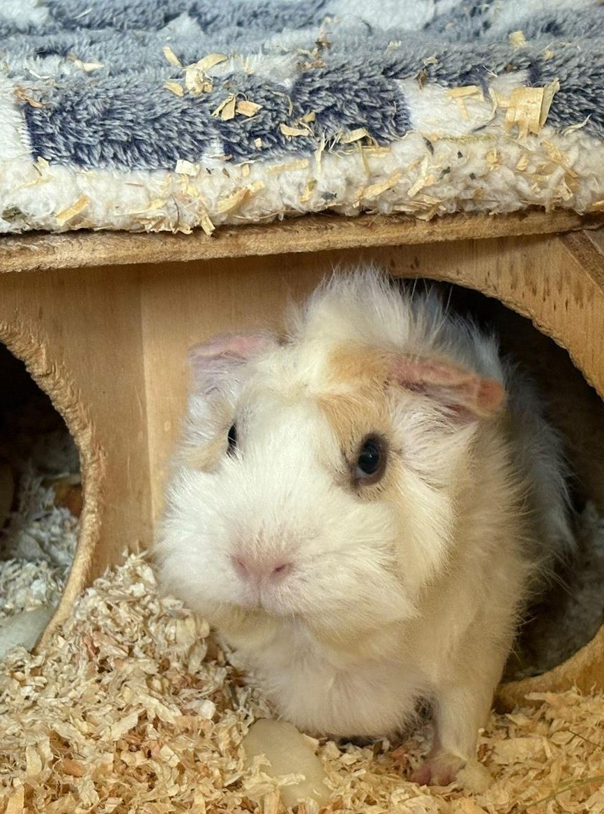 Gratis Meerschweinchen, 3-jährig, weiblich