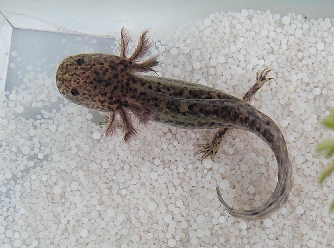 Axolotl Ambystoma mexicanum - Weisslinge und Wildtype