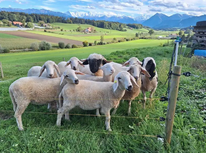 Diverse Auen-Lämmer zu verkaufen