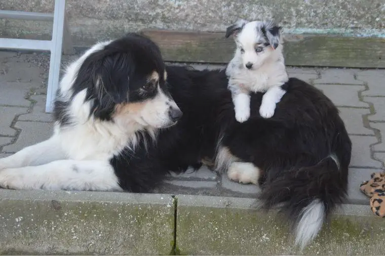 Miniature Australian Shepherd Welpen, Showlinien, langjährige Liebhaberzucht