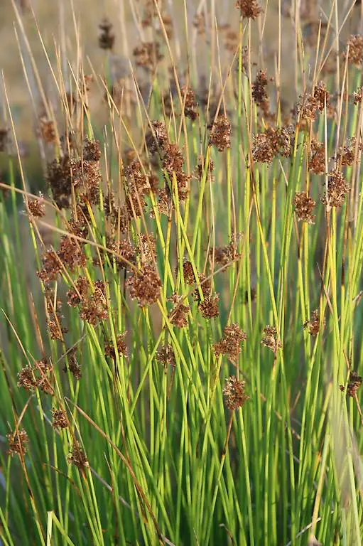 Teichpflanzen: Wasserpflanze Juncus effusus